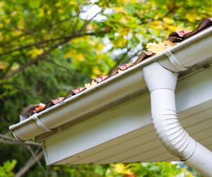 Leaves in Aluminum Gutter